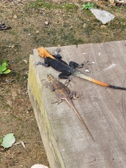 Agama picticauda