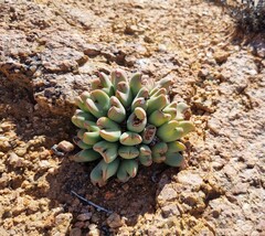 Conophytum bilobum