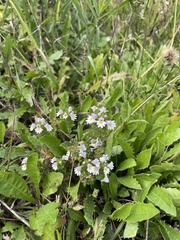 Euphrasia officinalis