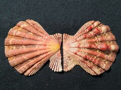 Nodipecten fragosus