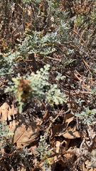 Ambrosia chamissonis