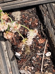 Poecilanthrax arethusa