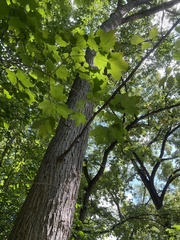 Acer nigrum