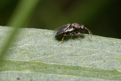 Pteromalidae