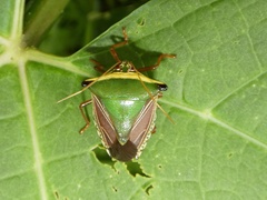 Edessa pictiventris