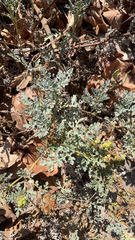 Ambrosia chamissonis