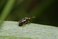 Pteromalidae