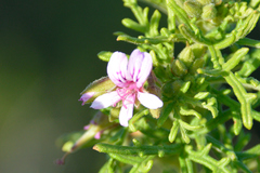 Pelargonium radens