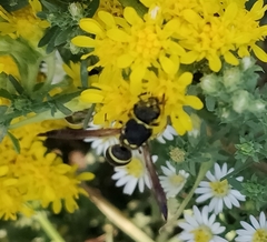Ancistrocerus