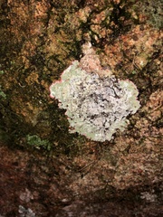 Herpothallon