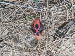 Probergrothius nigricornis