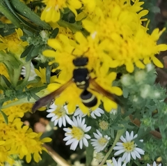 Ancistrocerus
