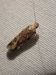 Chionodes petalumensis