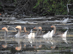 Anser anser domesticus