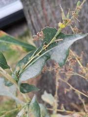 Golovinomyces cichoracearum
