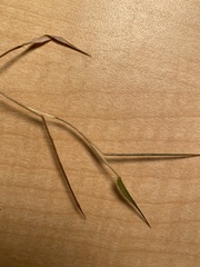 Digitaria ischaemum