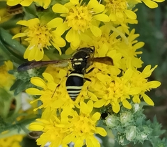 Ancistrocerus