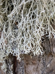 Pseudevernia