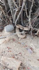 Crotalus oreganus concolor