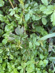 Rubus trivialis
