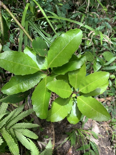 Ilex mertensii iNat (3)