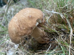 Tylopilus felleus