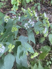 Ageratina