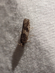 Epinotia