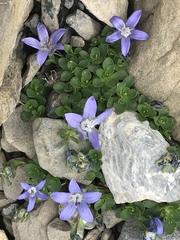 Campanula cenisia