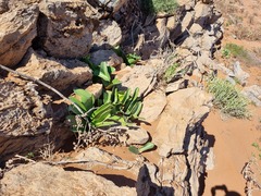 Haemanthus coccineus