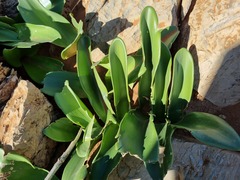 Haemanthus coccineus