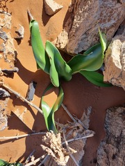 Haemanthus coccineus