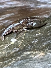 Cambarus bartonii