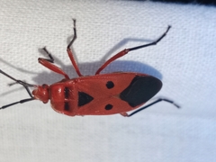 Physopelta slanbuschii