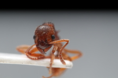 Myrmica ruginodis