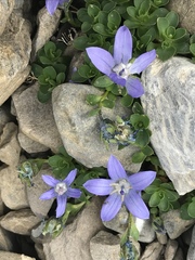 Campanula cenisia