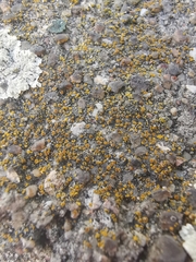 Candelariella aurella