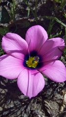 Moraea versicolor
