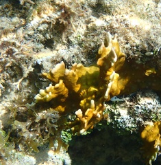 Millepora complanata