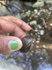 Cipangopaludina chinensis