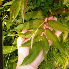 Sambucus ebulus