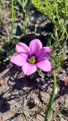 Moraea versicolor
