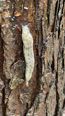 Megapallifera mutabilis