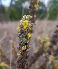Verbascum lychnitis