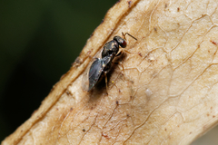Pteromalidae