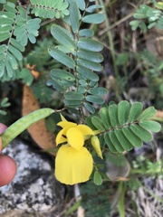 Chamaecrista fasciculata