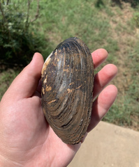 Uniomerus tetralasmus