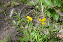 Senecio integerrimus