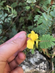 Chamaecrista fasciculata