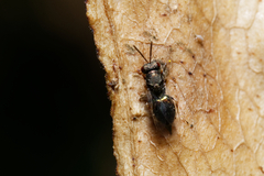 Pteromalidae